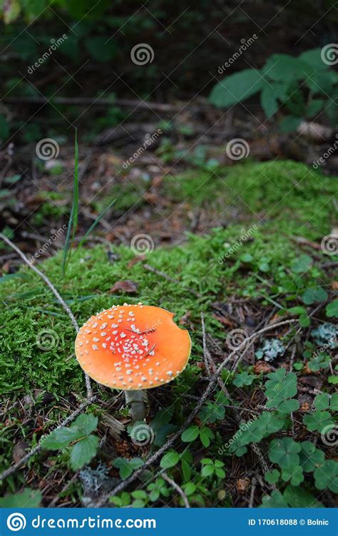 Toadstool Close Up Of A Poisonous Mushroom In The Forest An Autumn