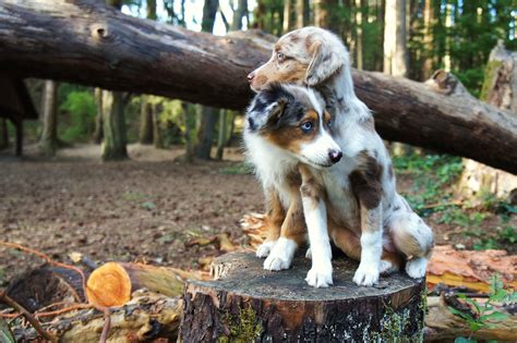 May 28, 2021 · australian shepherd puppies often have distinctive merle coloring and bright, striking eyes that come in a variety of colors. miniature australian shepherd. blue merle. red merle ...