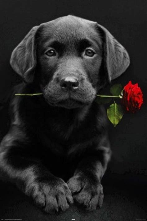 Iphone Wallpaper Valentines Day Tjn Lab Puppy Black Lab Puppies Dogs