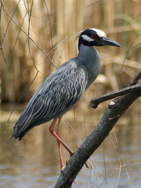 Se Texas Birding And Wildlife Watching Birds At Brazos Bend