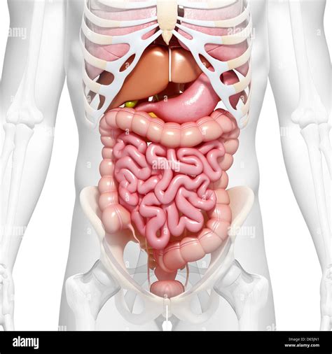 anatomie de l abdomen artwork banque d images photo stock 55443501 alamy