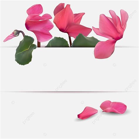 Realistic Natural Cyclamen Flower Background Ornament Flower Drawing Background Image For