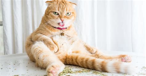 Let Photos Of Cats High On Catnip Be A Light In This Dark Dark World