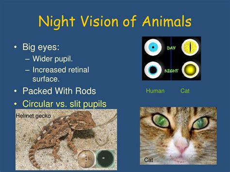 Ppt Night Vision Powerpoint Presentation Free Download Id3276984
