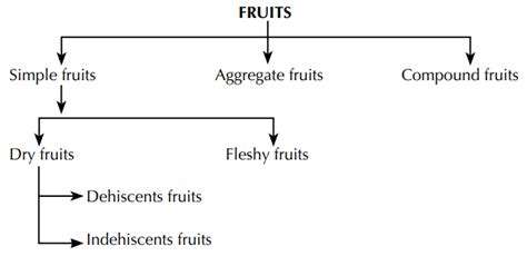 Morphology Of Fruits Solution Parmacy