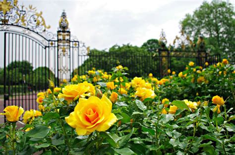 Junes Most Beautiful Rose Gardens London Royal Parks Beautifulnow