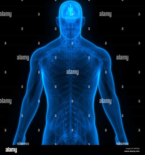 Human Nervous System Brain Anatomy Stock Photo Alamy