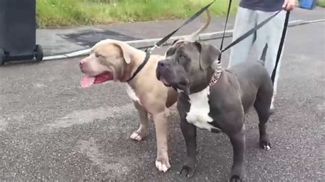 The american bully is a recently formed companion dog breed, originally recognized in 2004 by the american bully kennel club (abkc) and followed by the european bully kennel club (ebkc). Xxl America bully's powerchainbullys - YouTube