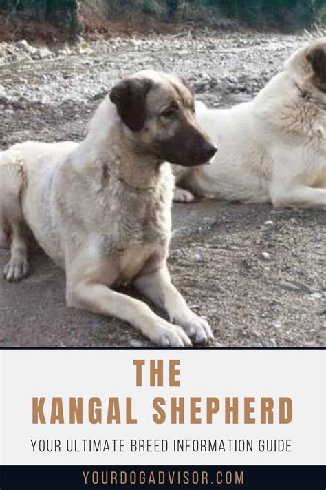The Kangal Shepherd Your Ultimate Breed Information Guide Your Dog