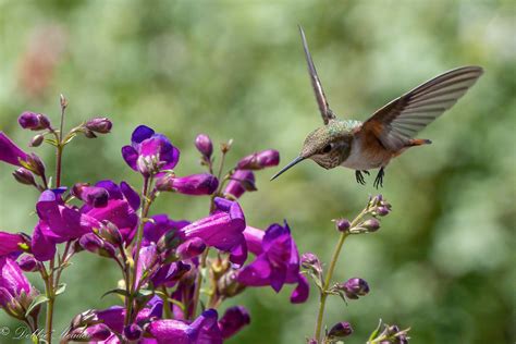 The Rufous Hummingbirds Have Returned From Migration Flickr