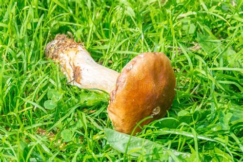 Edible Mushrooms Grew In The Forest During The Warm Season Stock Photo
