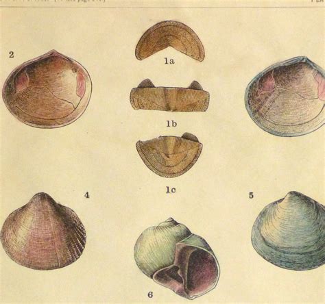 Sea Shells 1900