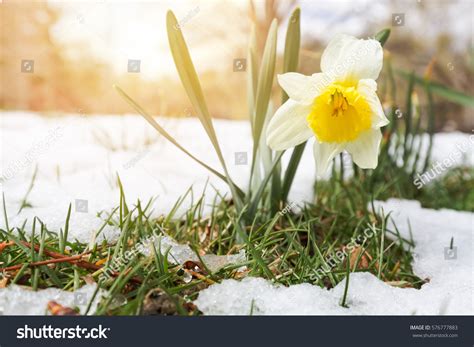 2418 Daffodils Snow Images Stock Photos And Vectors Shutterstock