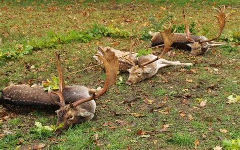 5 Day Hungary Red Stag And Fallow Deer Hunt For One Hunter And One