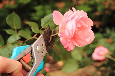 | we understand there are other funeral services in our area. Can You Preserve Flowers Using Hairspray? Really!
