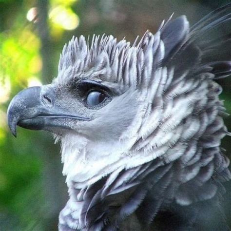 Harpy Eagle Face