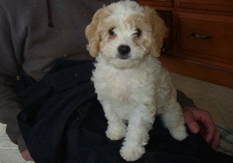 Akc registered cuddly, very loving, and smart. Cavapoo For Sale in Michigan (13) | Petzlover