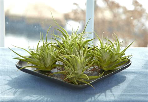 How To Grow And Care For Air Plants