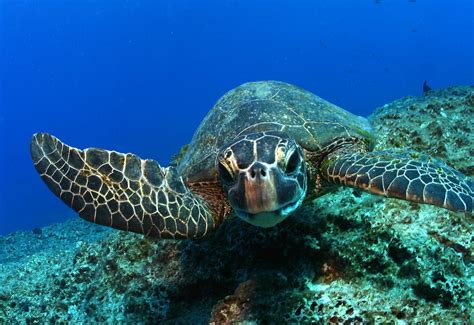 Protecting Sea Turtles Coast To Coast Us Fish And Wildlife Service
