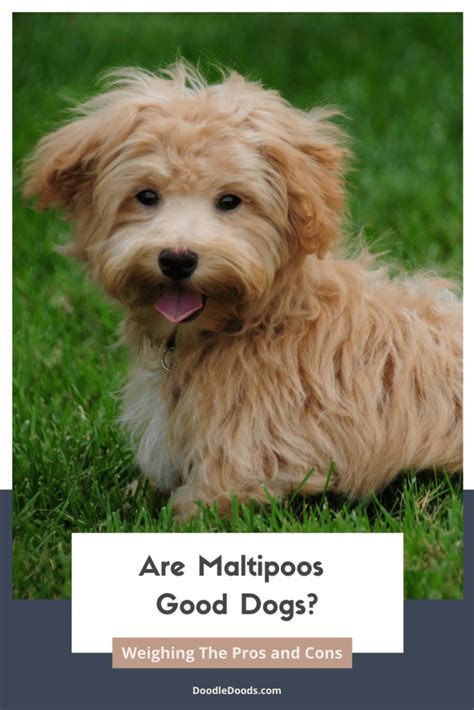 Are Maltipoos Good Dogs The Pros And Cons Of These Pups