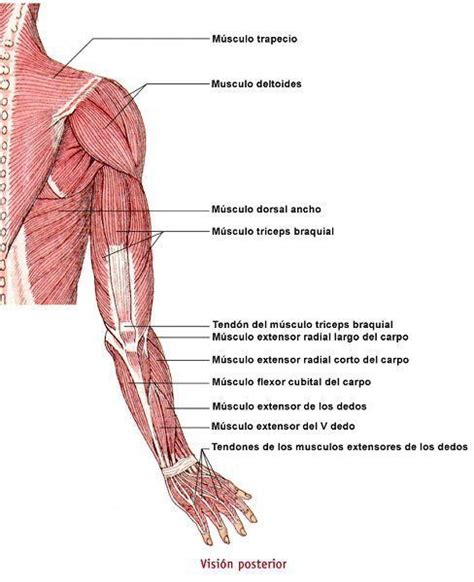 Musculos Del TÓrax La Pelvis Miembros Superior E Inferior Huesos