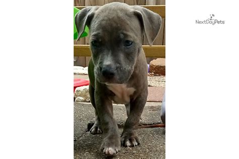 If you can't afford going strictly raw then be sure to feed them a quality dog food like blue wilderness. Sleepy: American Bully puppy for sale near Dallas / Fort ...