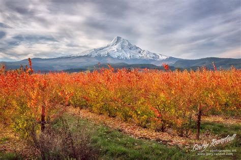 Autumn Blueberry Fields And Mt Hood From Parkdale Oregon By Gary