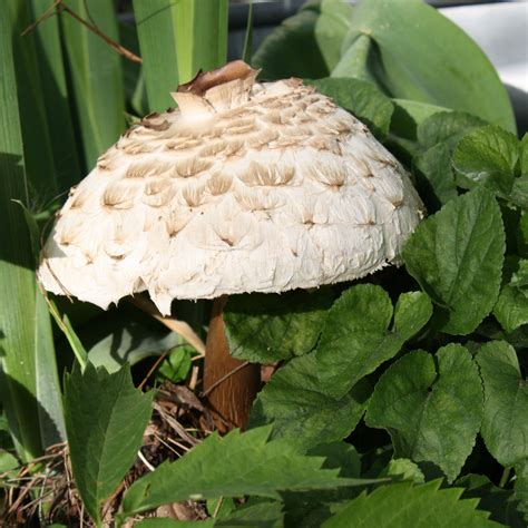 Huge Mushroom In The Garden Picture Free Photograph Photos Public