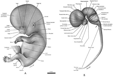 Atlas Of Human Embryos By Rf Gasser Phd Ch8