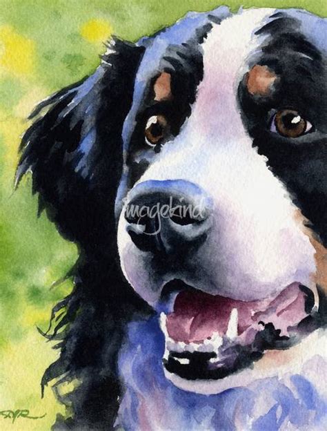 Stunning Bernese Mountain Dog Artwork For Sale On Fine Art Prints