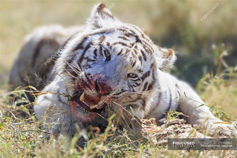 South Africa Bengal Tiger Eating On Grass — Meat Outdoor Stock