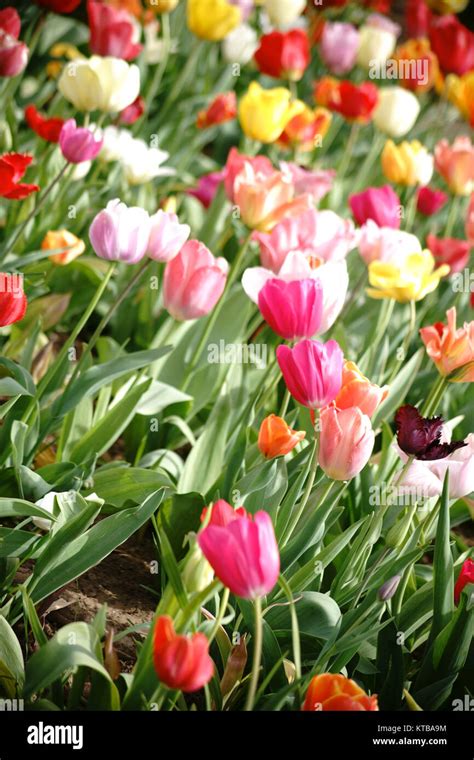 Colorful Tulip Field Stock Photo Alamy