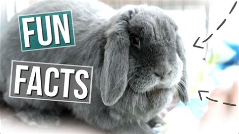 15 Fun Facts About Rabbits Youtube