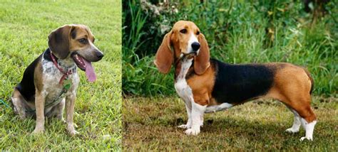 Bluetick Beagle Vs Basset Artesien Normand Breed Comparison