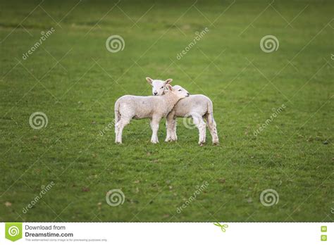 Spring Lambs Baby Sheep In A Field Stock Photo Image Of Comforting
