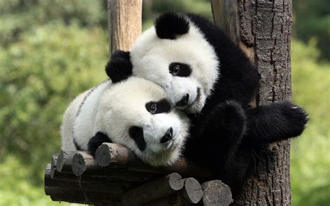 Panda Hugs Fluffy Animals Animals And Pets Baby Animals Cute Animals