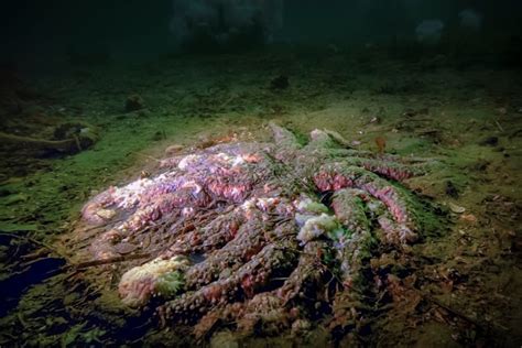 Bc Ocean Researchers Push To Help Understand Restore All But Extinct