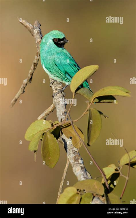 Swallow Tanager Tersina Viridis Hi Res Stock Photography And Images Alamy