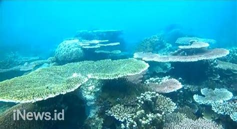 Mengintip Keindahan Bawah Laut Pulau Belitung