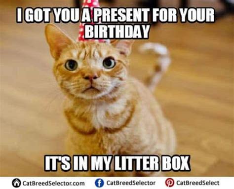 35 Cat Birthday Memes That Are Way Too Adorable Bodytech