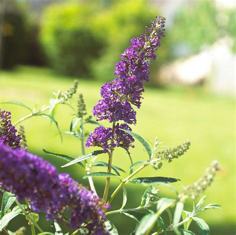 13 Summer Flowering Shrubs That Are Super Easy To Grow