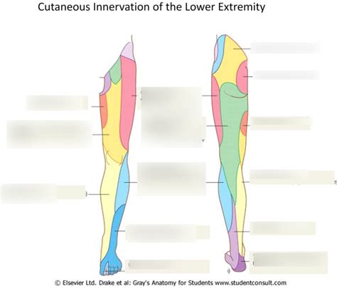 Cutaneous Innervation Of The Lower Extremity Diagram Quizlet