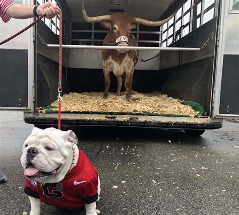 Texas Longhorn Charges Georgia Bulldog At Sugar Bowl Ktfw Fm