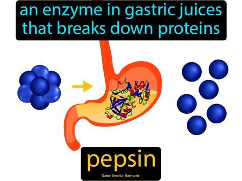 Enzimas Digestivas Pepsina E Protease Acida Yalearn