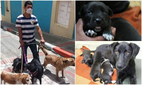De Niño Rescataba Animales Y Hoy Tiene Un Hogar De Paso Para Perros De