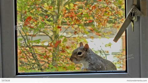 Curious Gray Squirrel Looking Through The Window Stock
