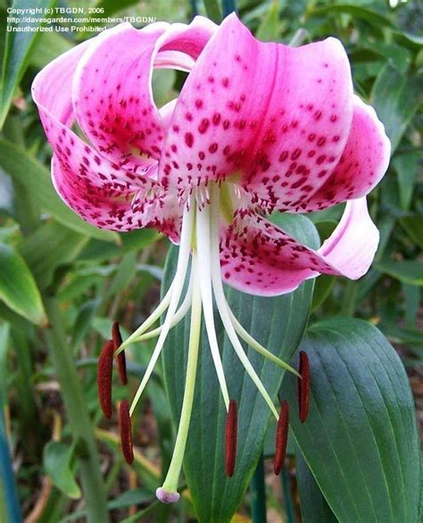 Plantfiles Pictures Species Lilium Rubrum Lily Red Japanese Show