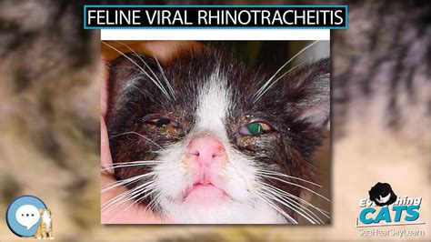 Feline Viral Rhinotracheitis 🐱🦁🐯 Everything Cats 🐯🦁🐱 Youtube