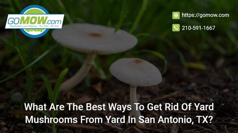 What Are The Best Ways To Get Rid Of Yard Mushrooms From Yard In San
