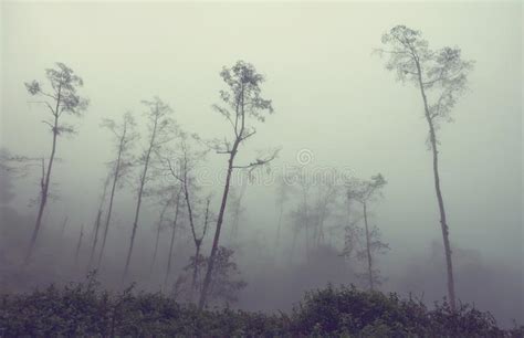 Foggy Jungle Stock Image Image Of Costa Landscape 115777391